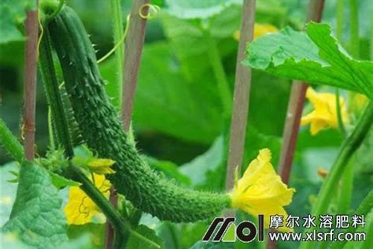 黄瓜壮根壮秧的方法