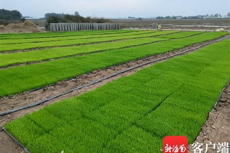 水稻秧苗什么时候施首次肥比较好？