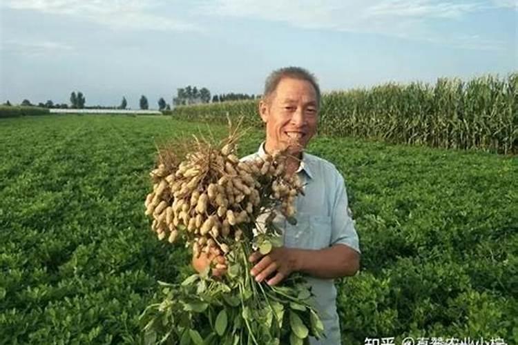 小麦上尿素施用过多造成烧苗是怎样症状