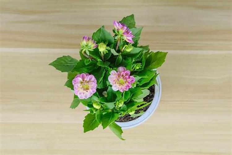 包头适合养什么花,市花和市树是什么