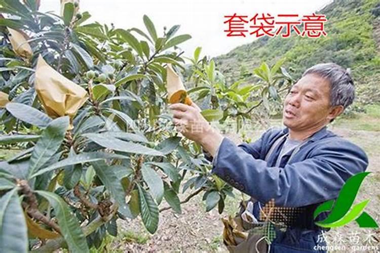 枇杷是药食两用的果树,枇杷采收前该如何管理呢？