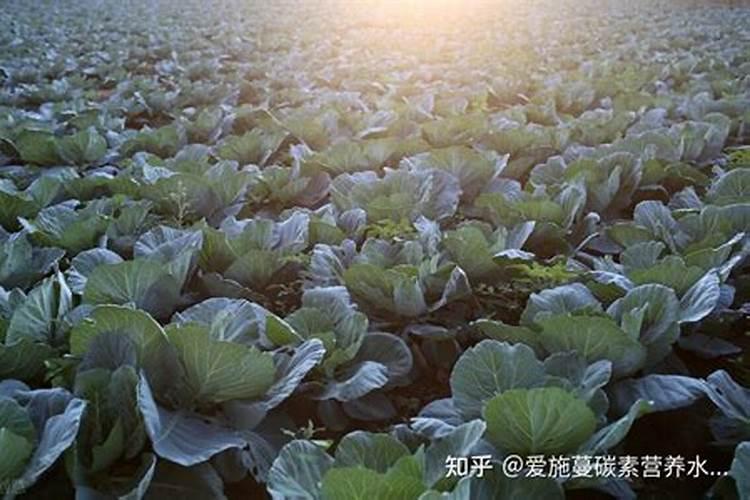 矿源黄腐酸钾的用量与用法