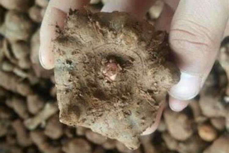 魔芋种植要用什么肥料不会烂？