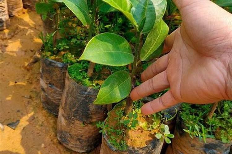 榴莲树苗多少钱一棵？榴莲树苗种植方法