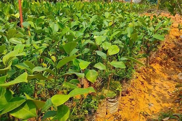 榴莲树苗多少钱一棵？榴莲树苗种植方法