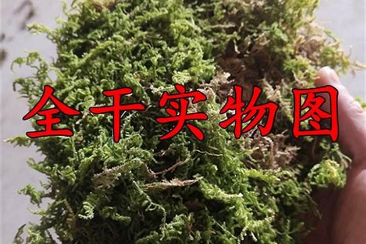 石斛烂根怎么办