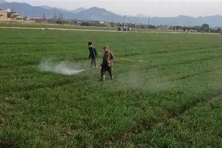 韭菜打除草剂都蔫了,昨天打的有