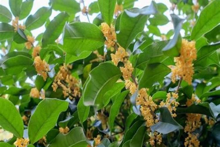 大桂花树叶片喷糖水可以吗？