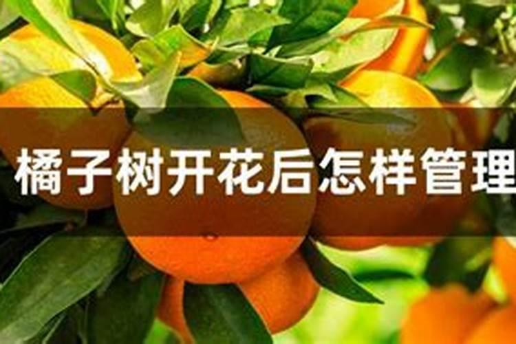 正结着果子石榴橘子树的树能施肥吗？