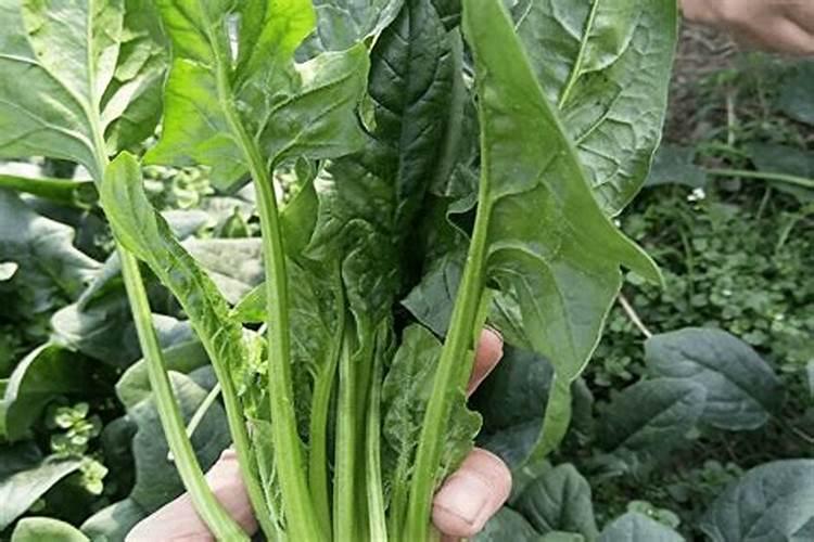 在种植菠菜时,肥料要怎么投放？