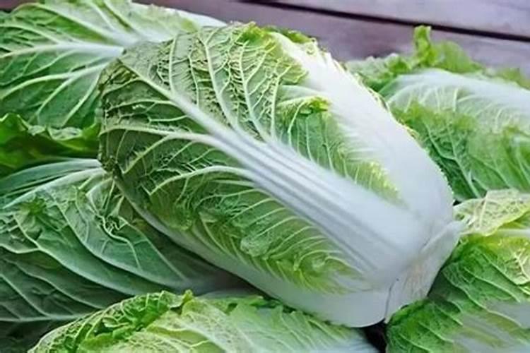 种白菜如何补施钙肥 白菜高产的方法是什么