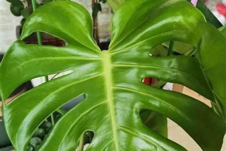 芙蓉花花期可以施肥吗 怎么施肥