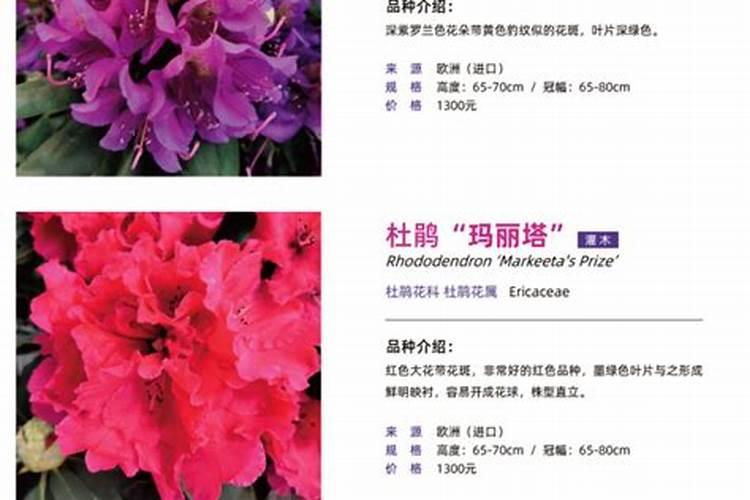 杜鹃花得了叶斑病该怎样防治呢
