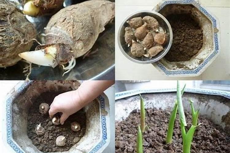 芋头万斤高产种植技术