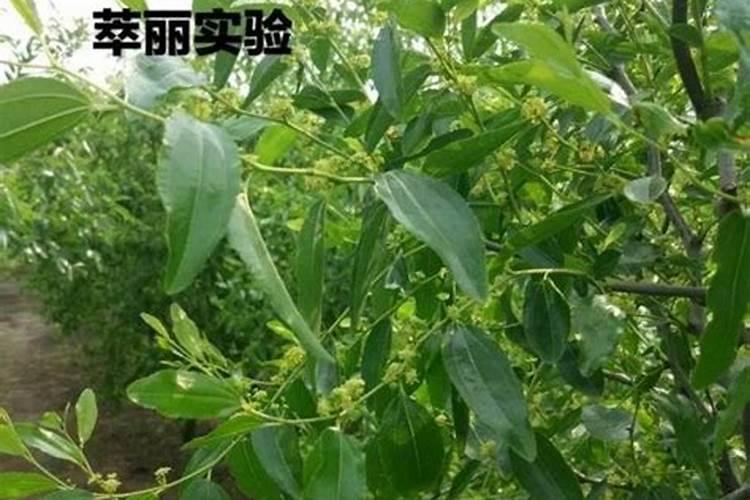 冬枣喷磷酸二氢钾效果好吗