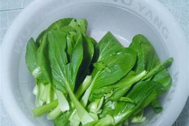 如何给小青菜施肥