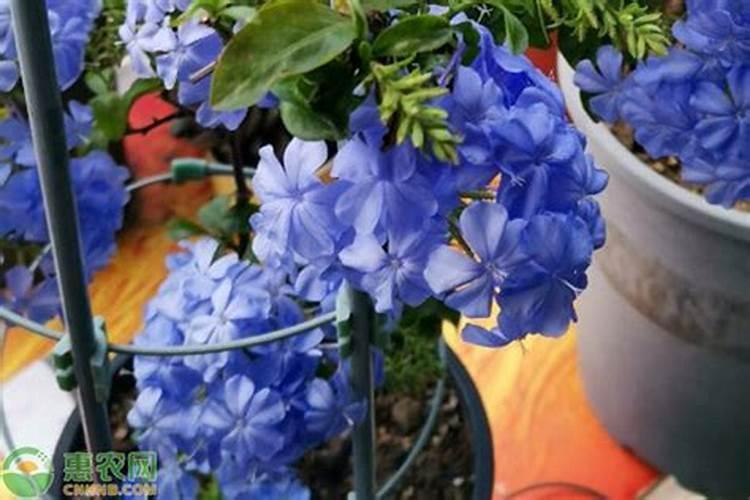 紫薇花如何饲养