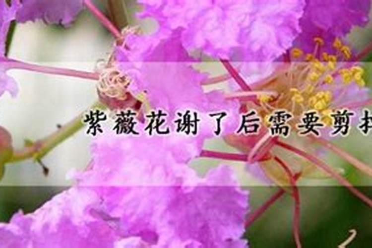 紫薇树什么施肥