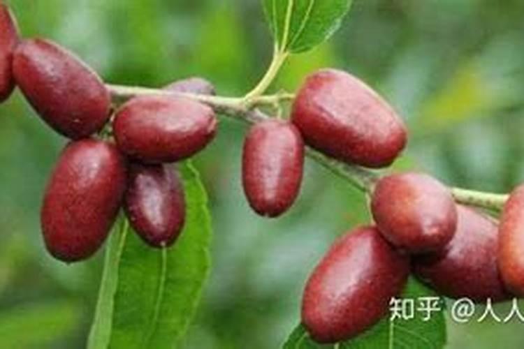 枣树施肥的最佳时间