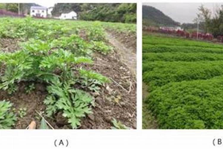艾草生长适用什么化肥？
