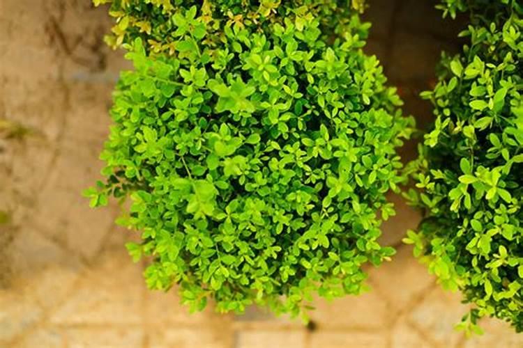 怎样栽植黄杨木