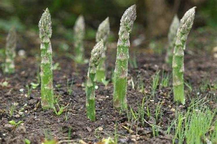 定植芦笋后多长时间施肥和培土
