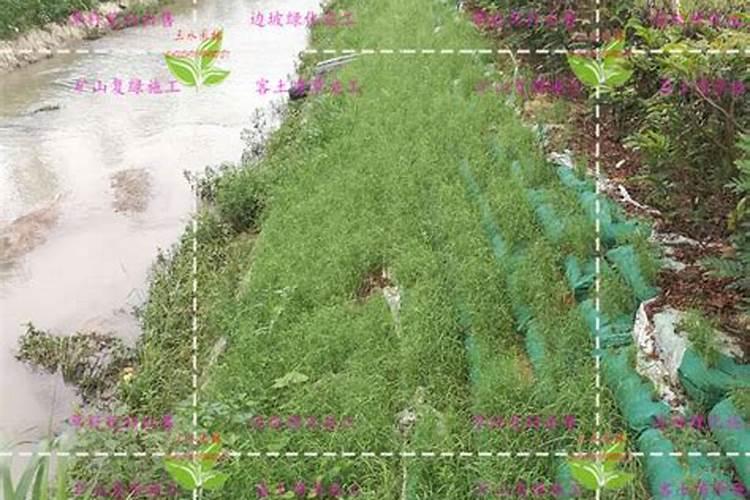 小区绿化喷薄草籽