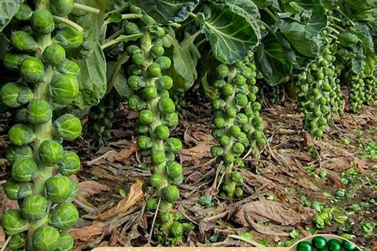 孢子甘蓝菜的种植方法