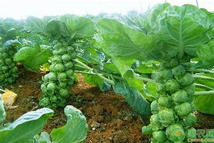种植甘蓝不结球是哪些原因造成的？如何防治甘蓝不结球现象？