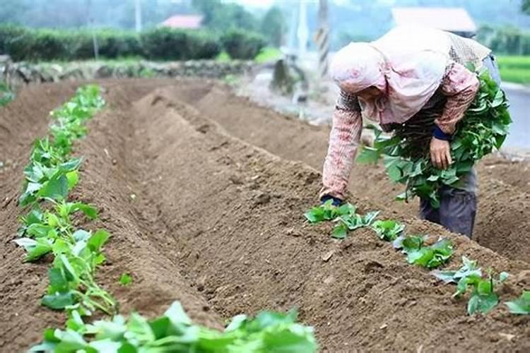 红薯专用肥最佳配方