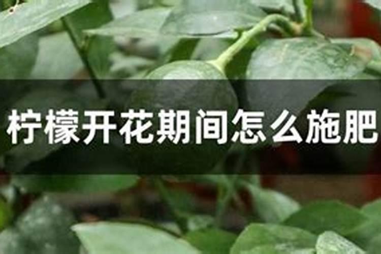 柠檬树有花苞了需要施什么肥