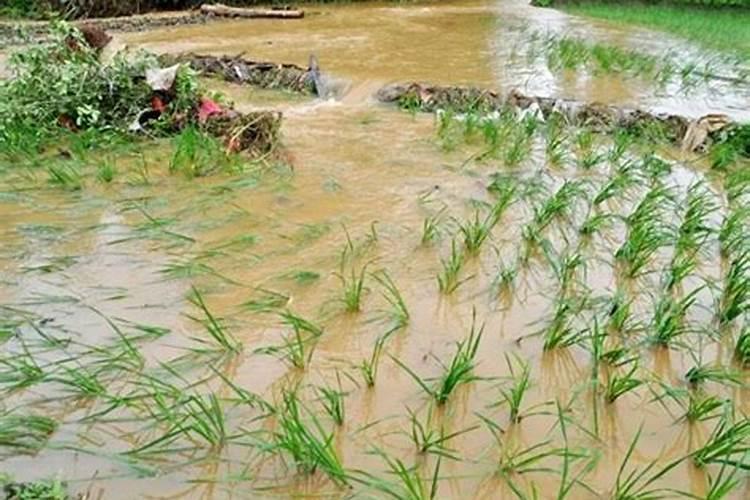 果树雨水过多能不能施水溶肥？