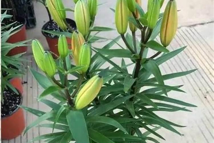 香水百合的施肥方法什么肥料好？