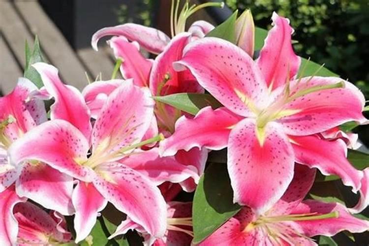 香水百合怎么施肥