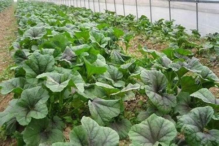 苋菜施肥用复合肥还是尿素好？