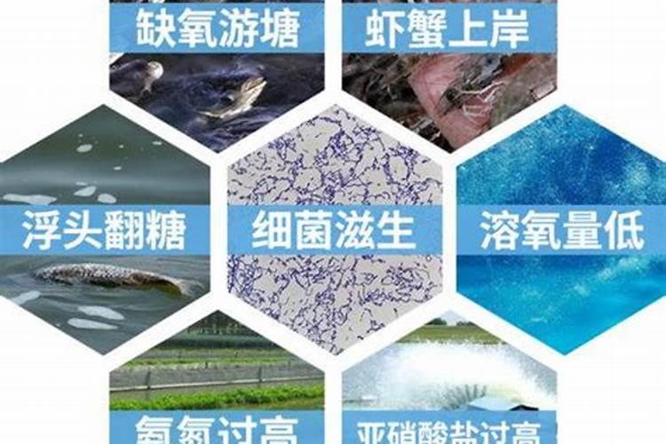 降氨氮最快方法