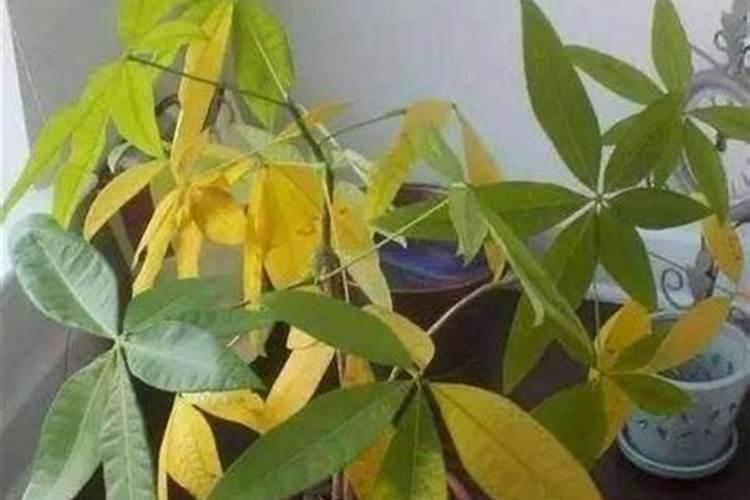 发财树叶子发黄脱落怎样挽救