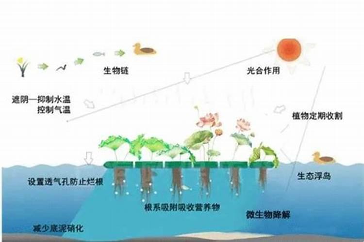 荷花养殖注意事项