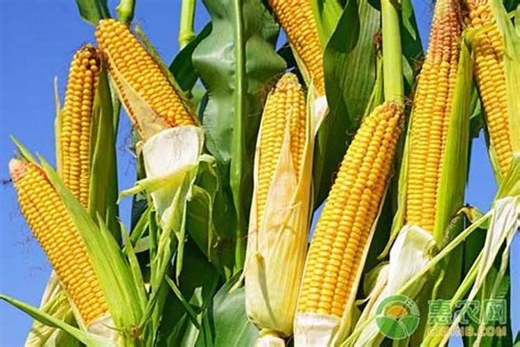 盆栽观叶植物怎样施叶面肥？