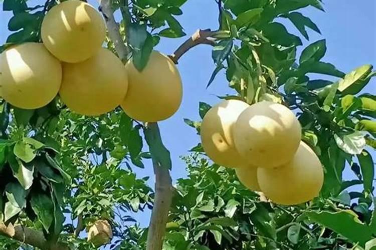 蜜柚膨果期施肥管理 施什么肥效果好