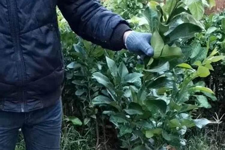 红心蜜柚栽培要点