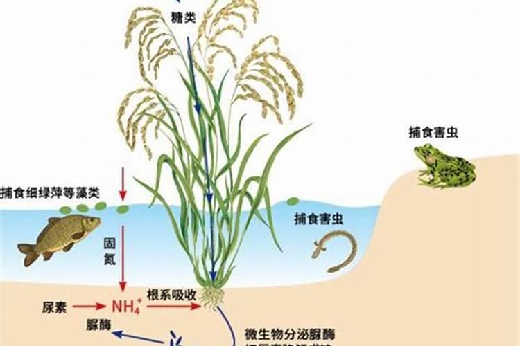 鱼蛋白水溶肥现在怎么用