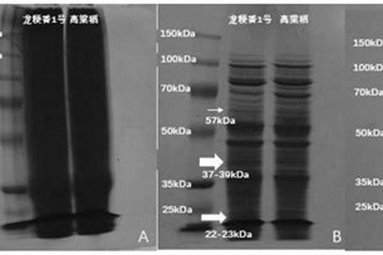 什么是鱼蛋白肥料,鱼蛋白肥料作用及使用方法