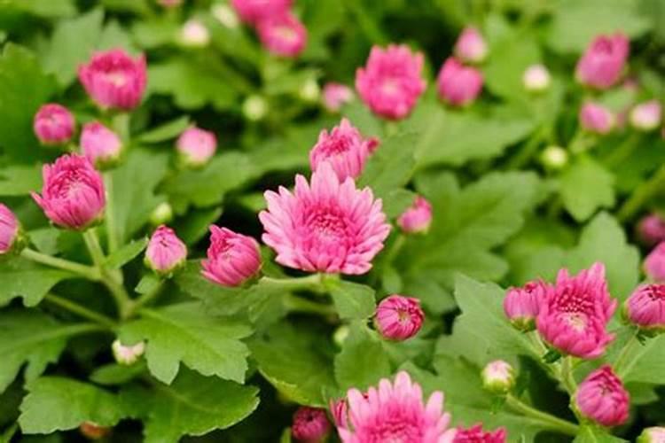 菊花施什么肥