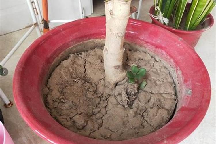 长春花施肥方法