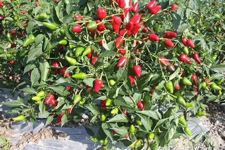 辣椒开花时施什么肥最好