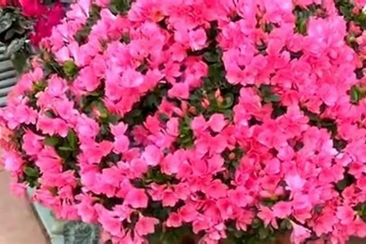 夏季高温,可以给月季施肥吗