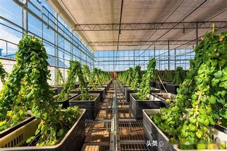 黄芽菜是什么菜