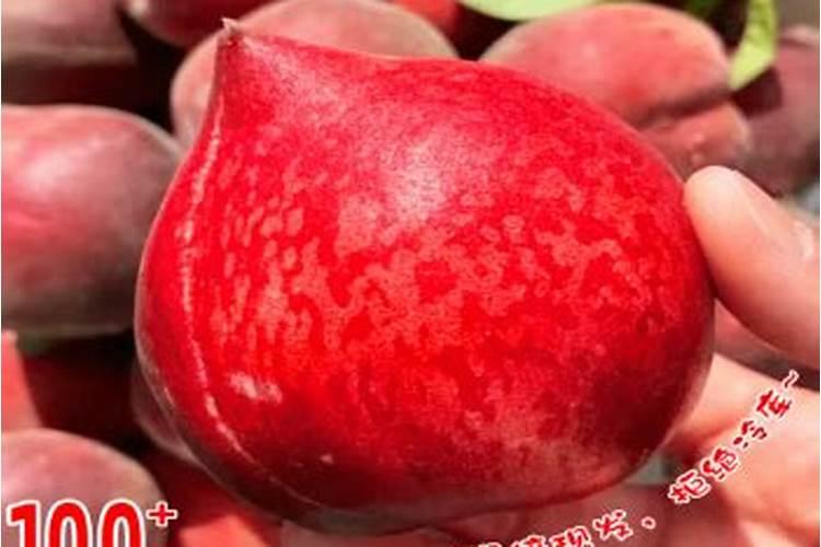 桃树用什么肥料桃子甜施肥注意事项有哪些