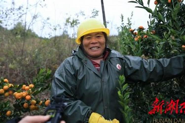 南丰蜜桔生长过程的时间